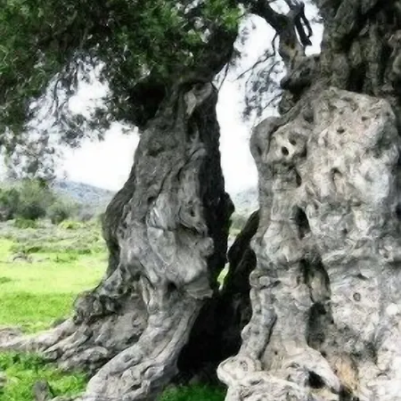 Corte Dei Nonni מלון פרזיצ'ה